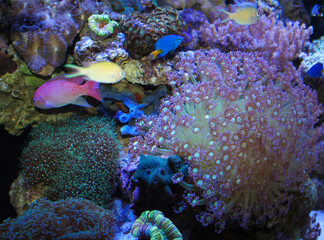 Lively coral and water. Bright colors, nature under the ocean.