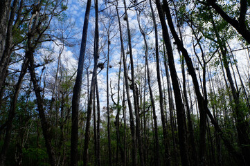 sunset in the forest