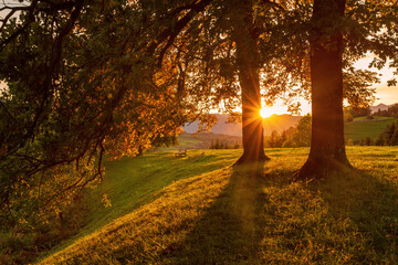 Herbstlich - Sonnenuntergang - Bäume - Hang - Allgäu
