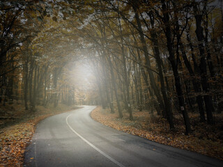 Autumn Fall Scene in Rainy Forest