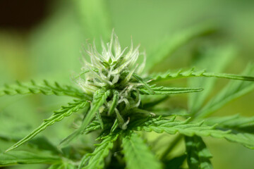 Hemp blossom in Maco shot