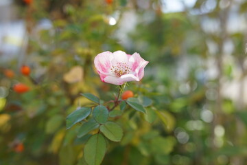 Blümchen in der Natur