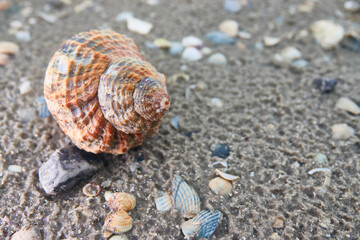 Close up of empty snail on sandy beach bottom.