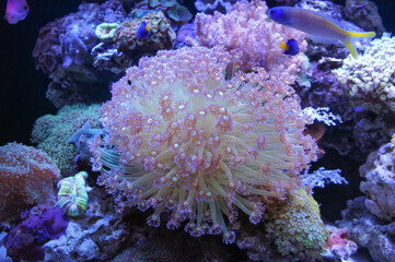 Fototapeta na wymiar Lively coral and water. Bright colors, nature under the ocean.