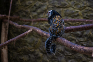 Marmoset Geoffrey is sitting on a branch.