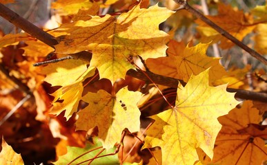 autumn leaves background