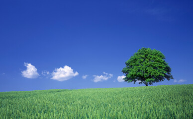 Fototapeta na wymiar 草原の一本木