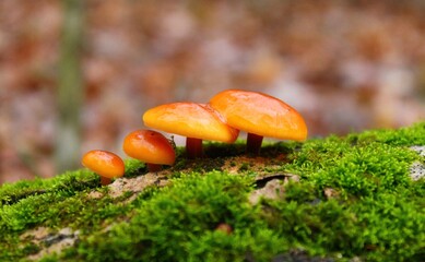 mushroom on the moss