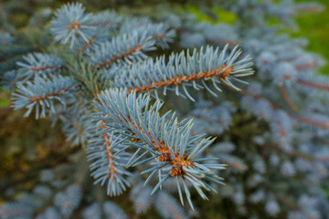 Naklejka na ściany i meble A branch of blue fir tree close-up.