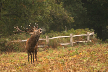 deer in the forest