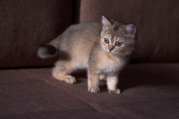 Fototapeta na wymiar curious and interested little scottish kitten on the sofa at home