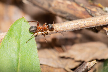 Red ant on last year's foliage close-up. Goes about his business.