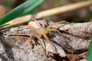 Wolf spider in the forest sitting on last year's foliage.