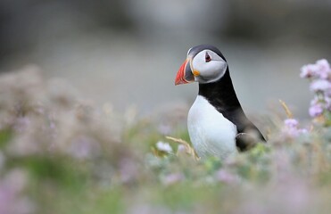 Atlantic puffin (Fratercula artica) Shetland islands 
