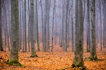 Fototapeta premium Beech autumn forest