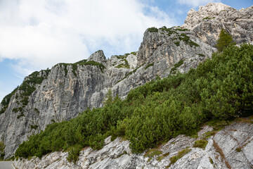Patch of mountain pine in front of peaks of Julian Alps at Mangart saddle in Slovenia