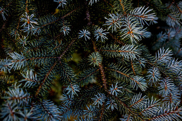 Naklejka na ściany i meble A branch of blue fir tree close-up.