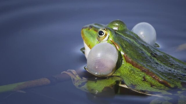 Close-up telephoto shot of a male common green water frog (edible Pelophylax kl. esculentus) blowing its cheek pouches.