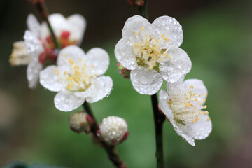 梅の花