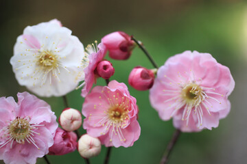 梅の花