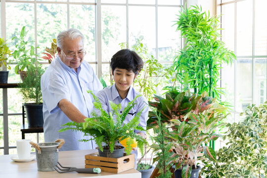 Asian Senior Man And Young Boy Gardening Together. Grandfather And Grandson Happy Working In Glasshouse With Plants. Multi Generation Activity And Family Relationship Concept.