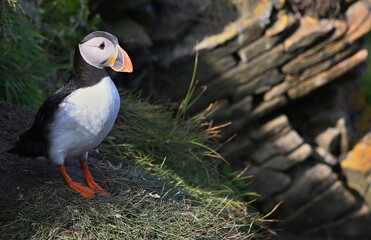 Atlantic puffin (Fratercula artica) Shetland islands 