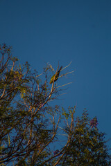 Bird on middle of the tree
