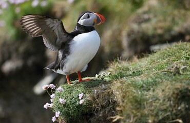 Atlantic puffin (Fratercula artica) Shetland islands 
