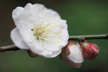 梅の花