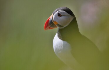 Atlantic puffin (Fratercula artica) Shetland islands 