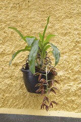 black and white bird