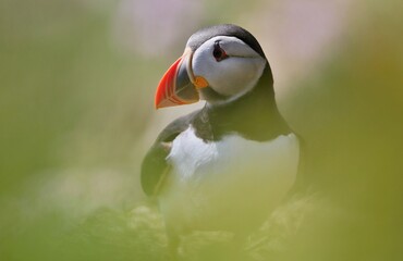 Naklejka premium Atlantic puffin (Fratercula artica) Shetland islands 