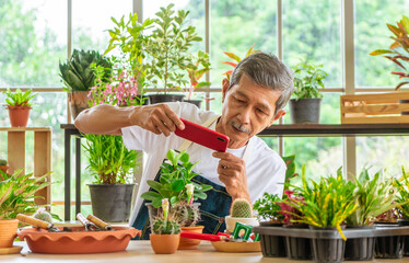 Senior Asian male is taking photo of his houseplant in his houseplant small business shop for sale online.