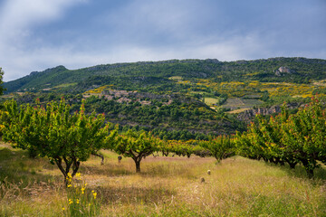 Fototapeta na wymiar Vue sur le village de Vercoiran en Provence