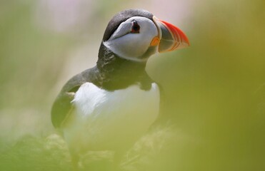 Atlantic puffin (Fratercula artica) Shetland islands 