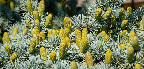 Cedrus Atlantica Glauca is a tree also known as Blue Atlas Cedar or Cedrus libani atlantica. Cones...