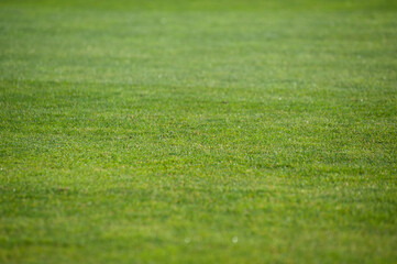 Green natural grass texture for background.