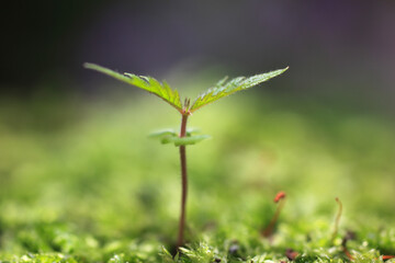 苔とケヤキの新芽