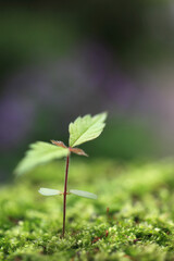 苔とケヤキの新芽