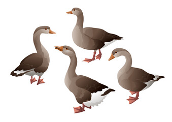 Group of gray geese isolated