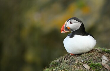 Atlantic puffin (Fratercula artica) Shetland islands 