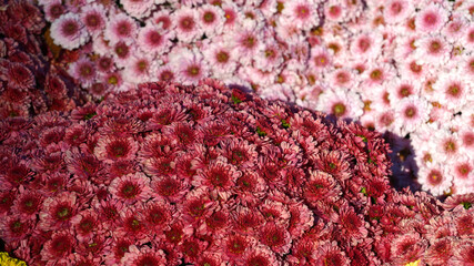 a colorful chrysanthemum in full bloom.