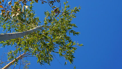 bamboo branches under the blue sky