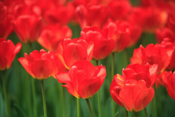 Obraz premium チューリップ