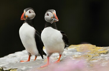 Atlantic puffin (Fratercula artica) Shetland islands 