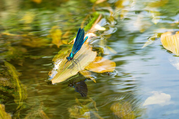 A blue dragonfly sits on a brown leaf floating in the water.