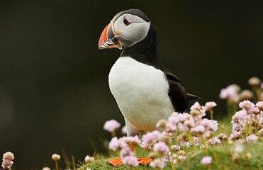 Atlantic puffin (Fratercula artica) Shetland islands 