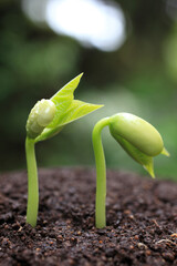 インゲンの新芽