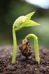 インゲンの新芽