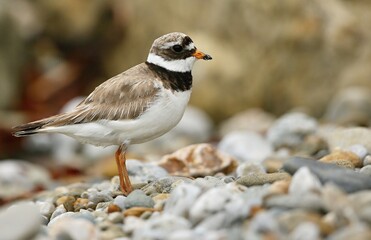Common ringed plover (Charadrius hiaticula) 
